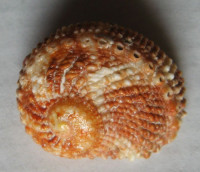 Haliotis pulcherrima  Gmelin, 1791